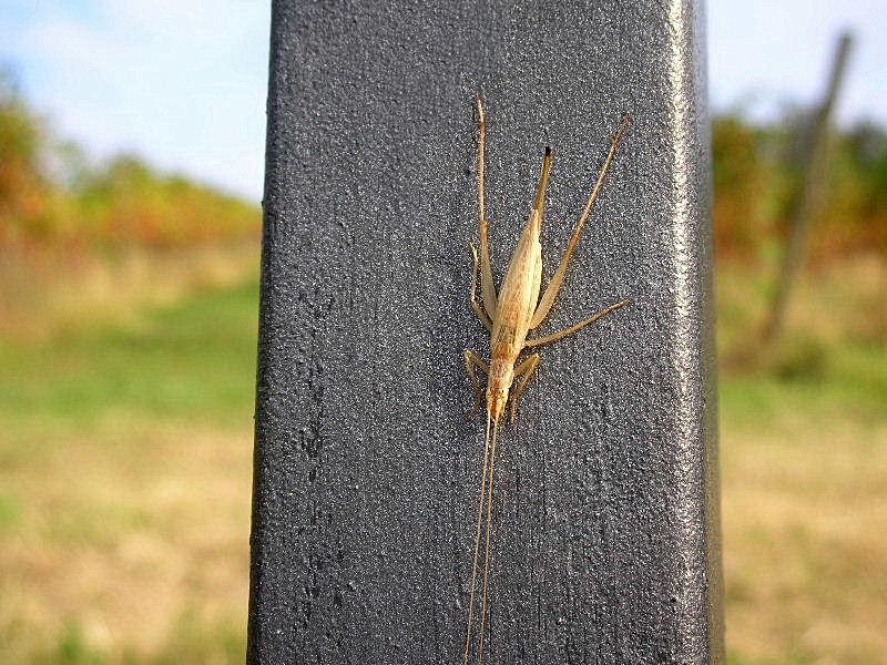 Oecanthus pellucens (Oecanthidae)